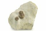Kainops Trilobite - Black Cat Mountain, Oklahoma #241431-2
